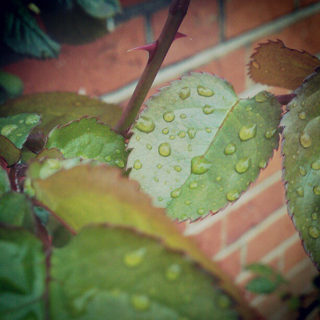 waterdrops on leaves
