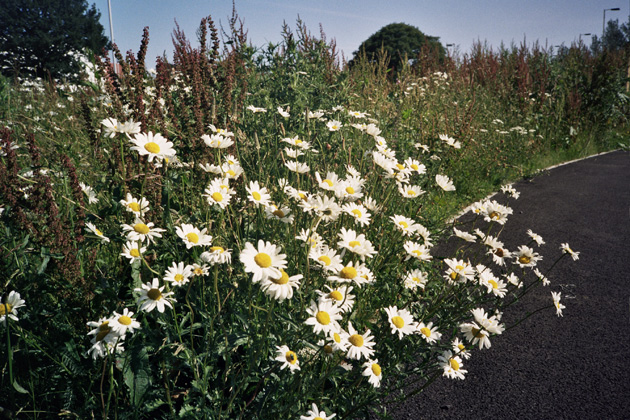 daisies