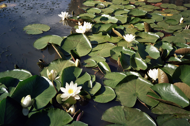 lilly pads