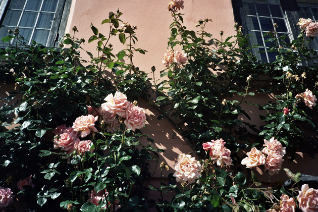 pink roses 1