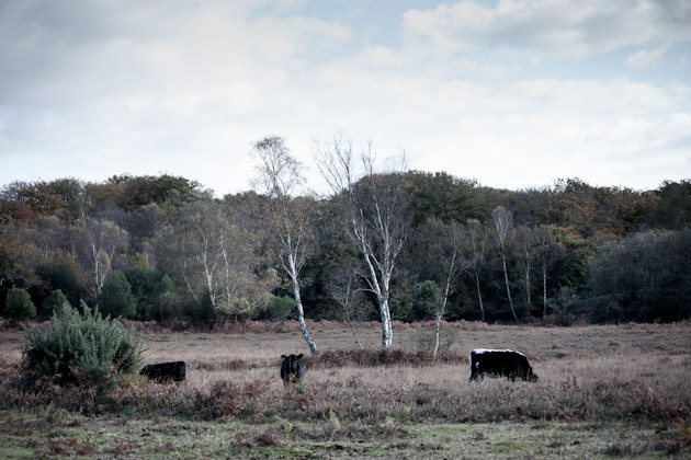 cows - new forest