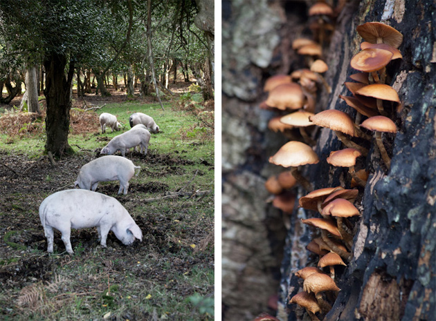 piggies and fungi - new forest