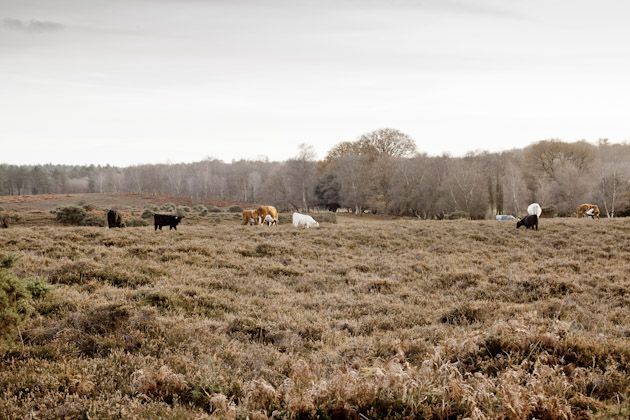 cows in the New Forest