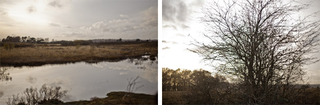 landscape - New Forest