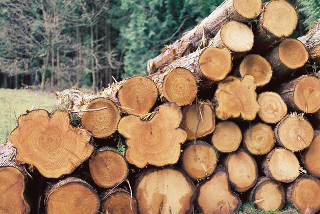 big logs - pentax k1000