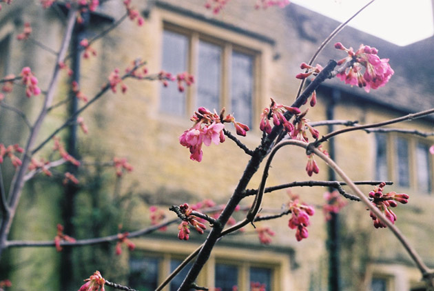 blossom - pentax k1000