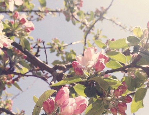 apple-blossom