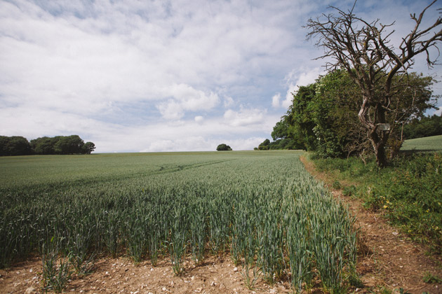 alton - hampshire - green wheat