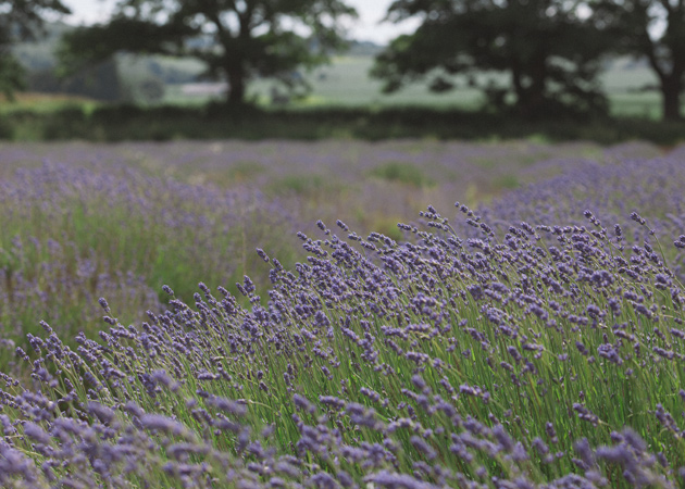 alton - hampshire - lavender 2