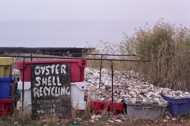 oyster shells, whitstable - pentax k1000