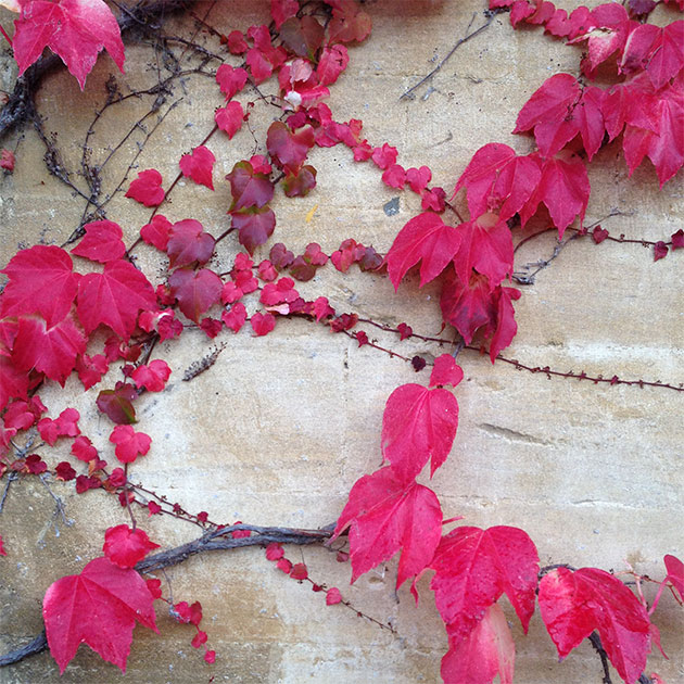 red leaves - taken with iPhone 5