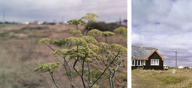 weeds and house