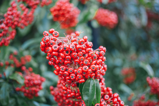 berries