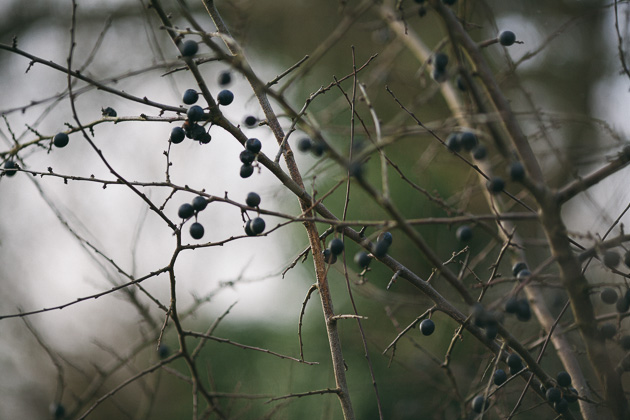 more berries