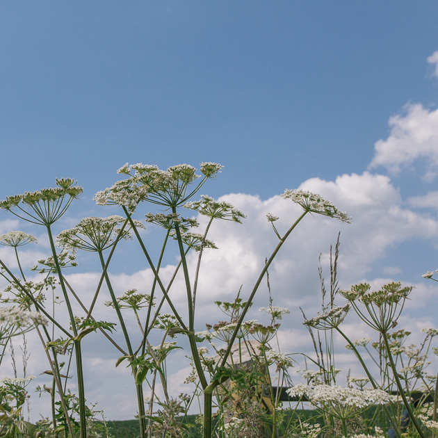 fluffy clouds and cow parsley