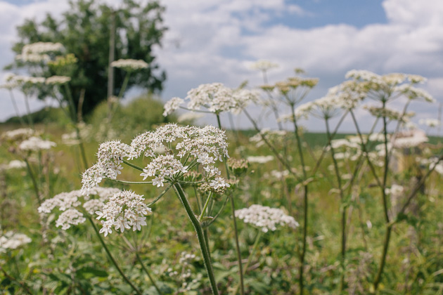 hedgerows full of cow parsley