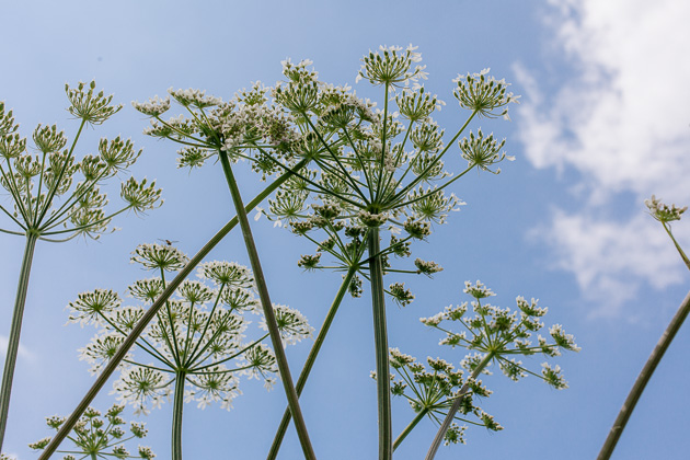 cow parsley, up-skirt shot!