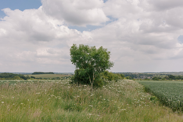 a lonely tree