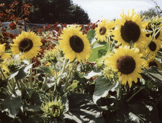 fuji-instax-sunflowers