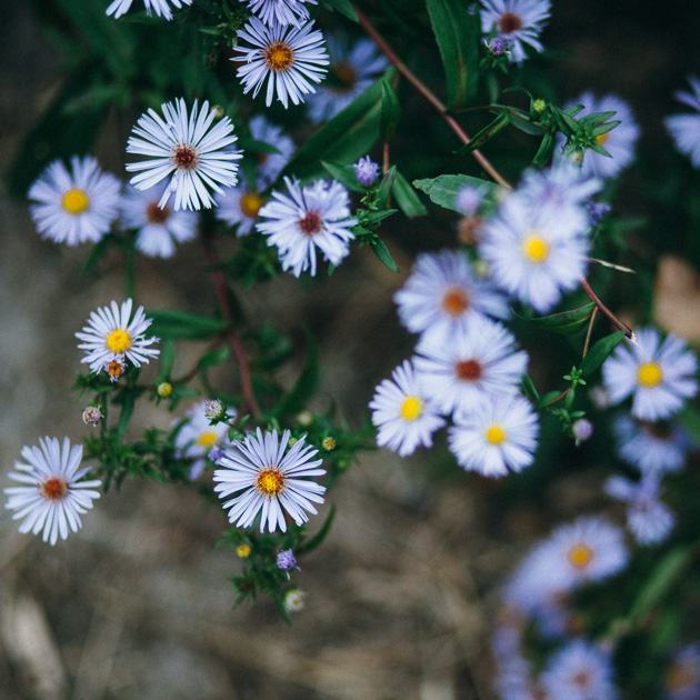 asters (I think)