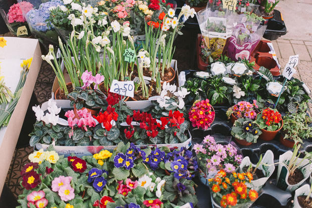 flowers for sale