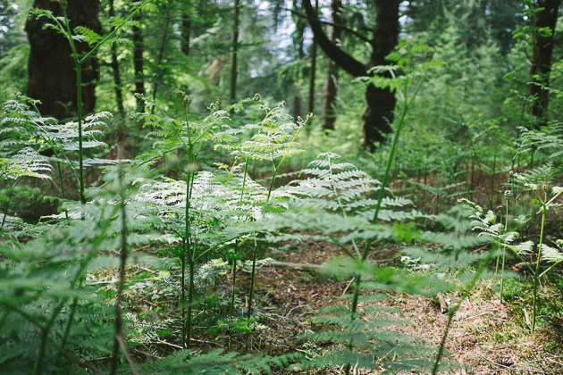 new ferns in the New Forest