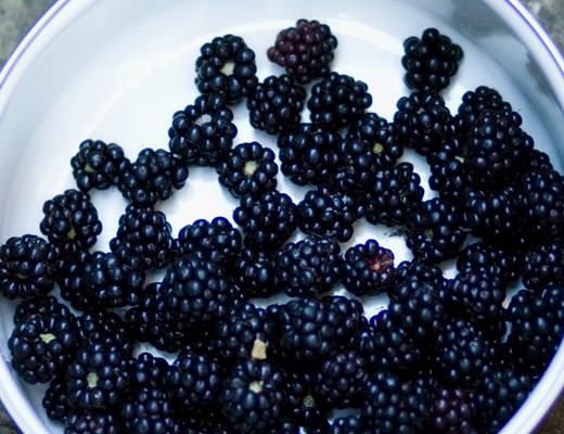 blackberries