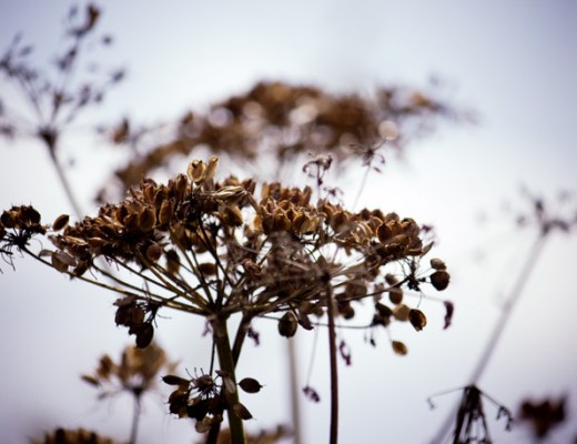dead-cow-parsley-1