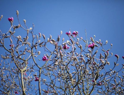 first-magnolia