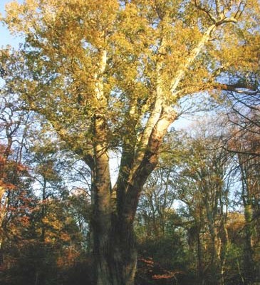 knightwood-oak