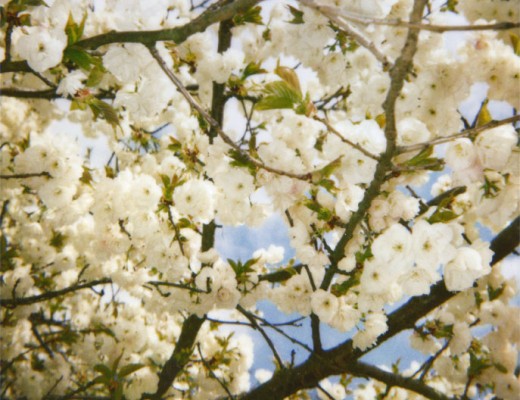 pola-blossoms-white