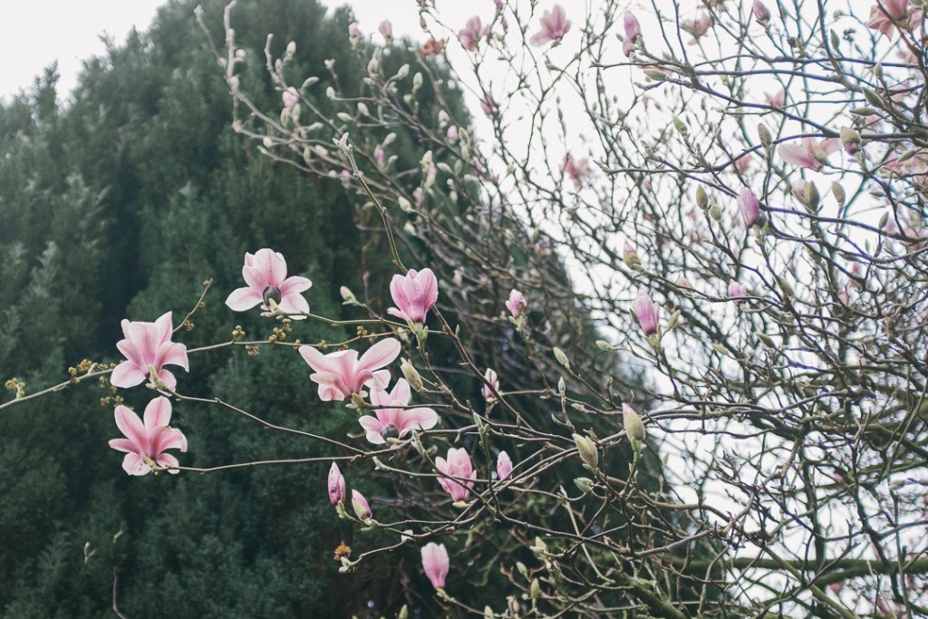 magnolias in february